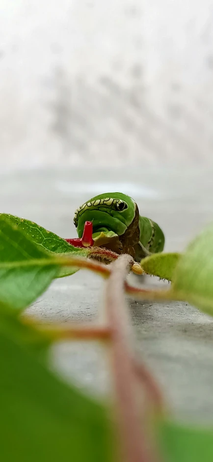 green and red frog sitting on top of a leafy plant