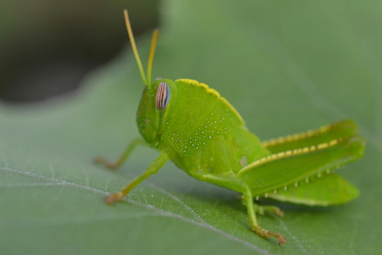 a green locus on green leaves and the insect has red eyes