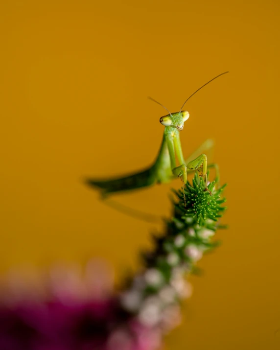 an insect is looking at the camera from its top