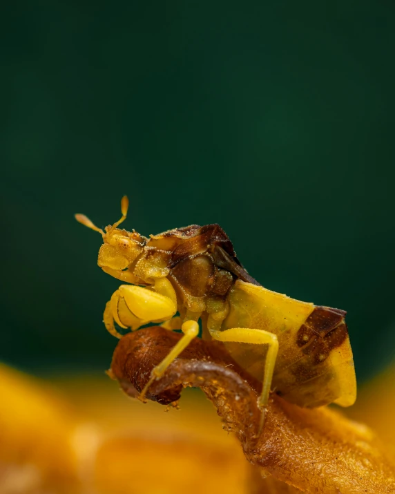 the side view of a bug crawling on its tip