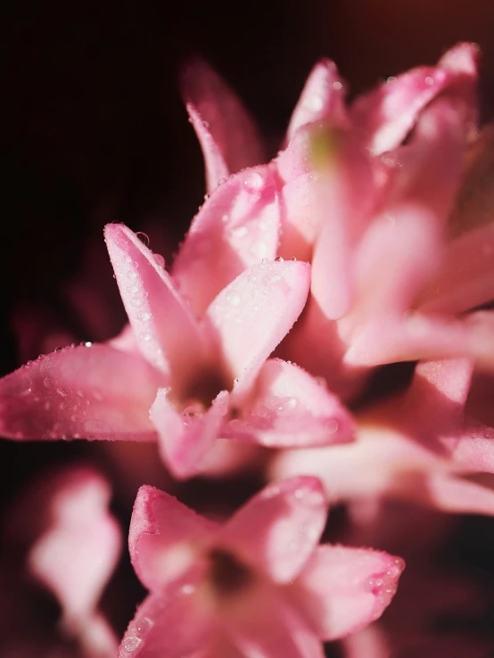 the drops of dew that cover the petals are still on the plant