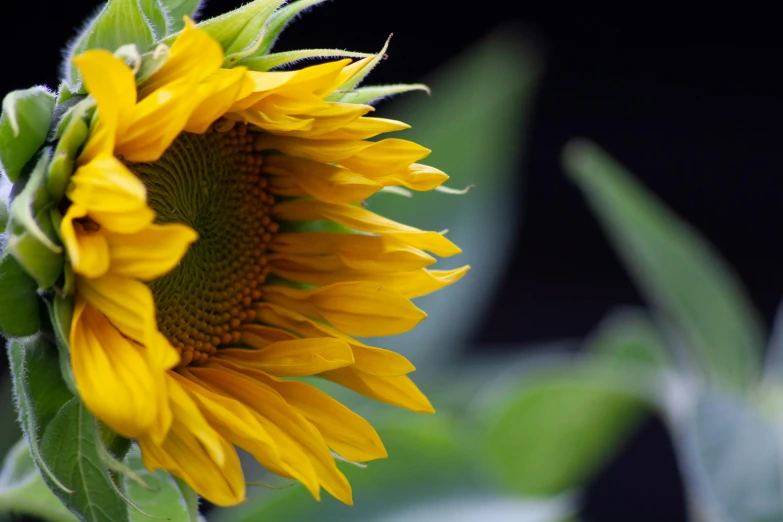 close up of a flower in a vase