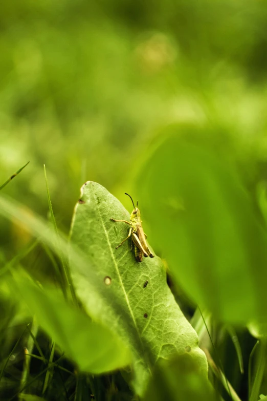 a bug sitting on top of a green leaf