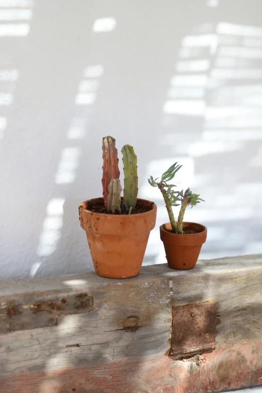 there are two cactuses sitting next to each other