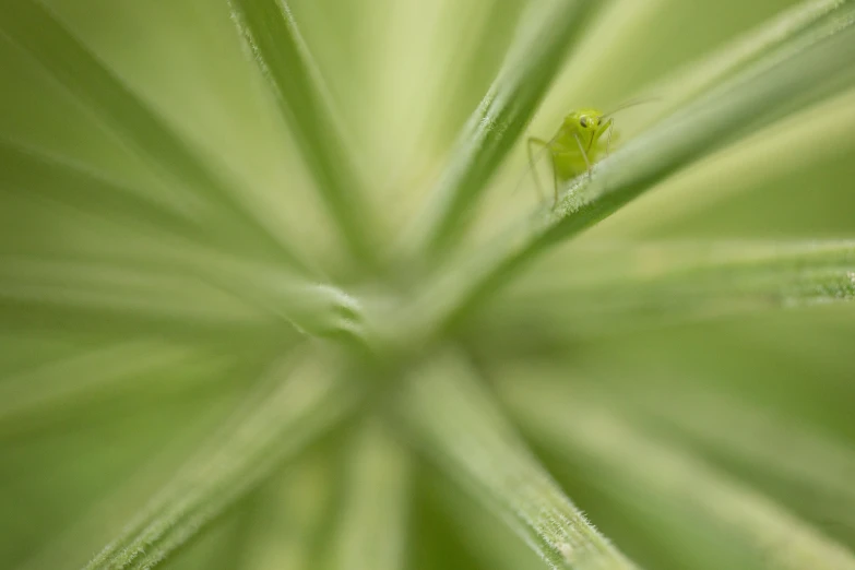 the leaves are green and yellow