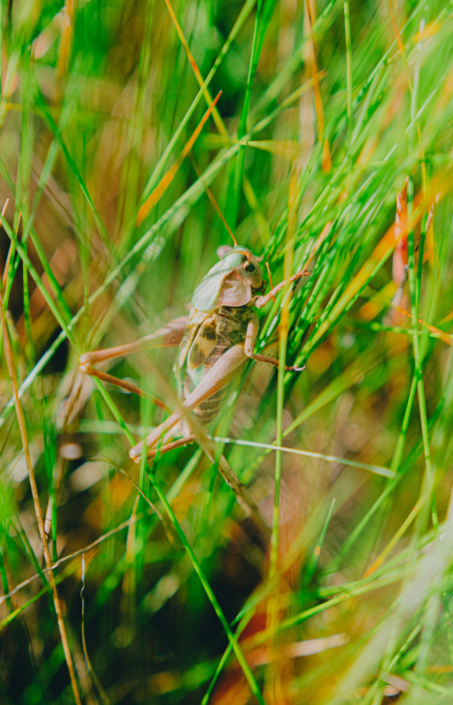 a small frog sits on a nch while hiding in the grass