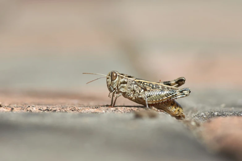a grasshopper standing on top of a rock