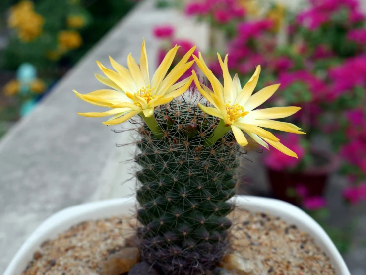 an image of yellow flowers growing on a cactus plant