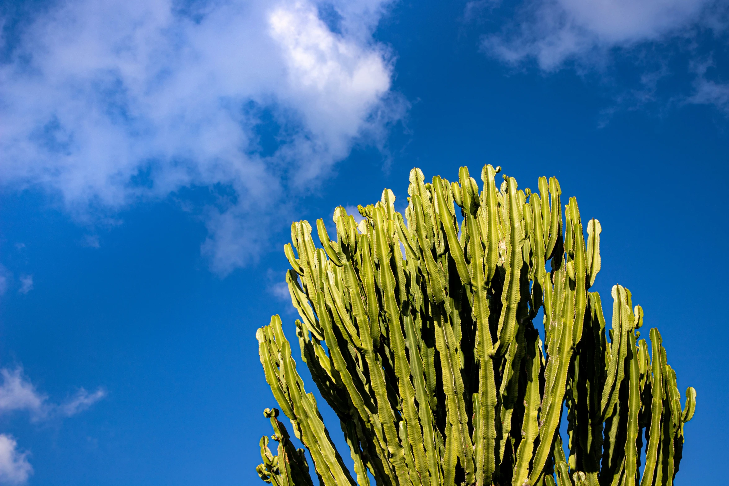 a very large green plant in front of a blue sky