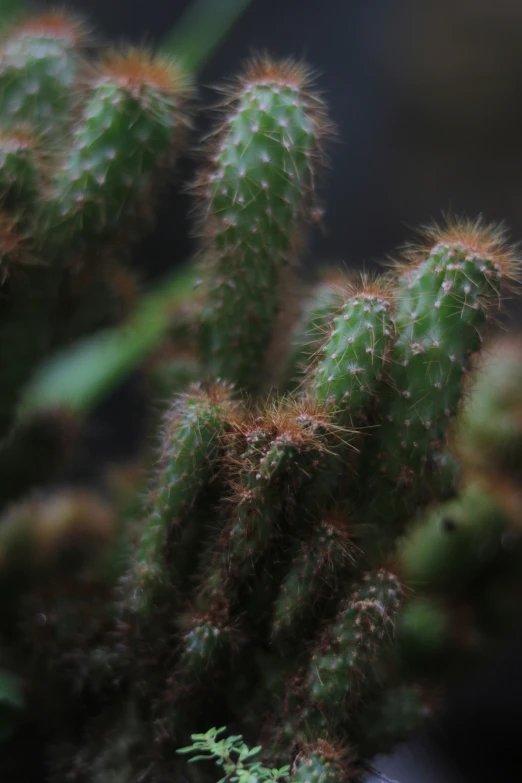 a close up of an almost green cactus