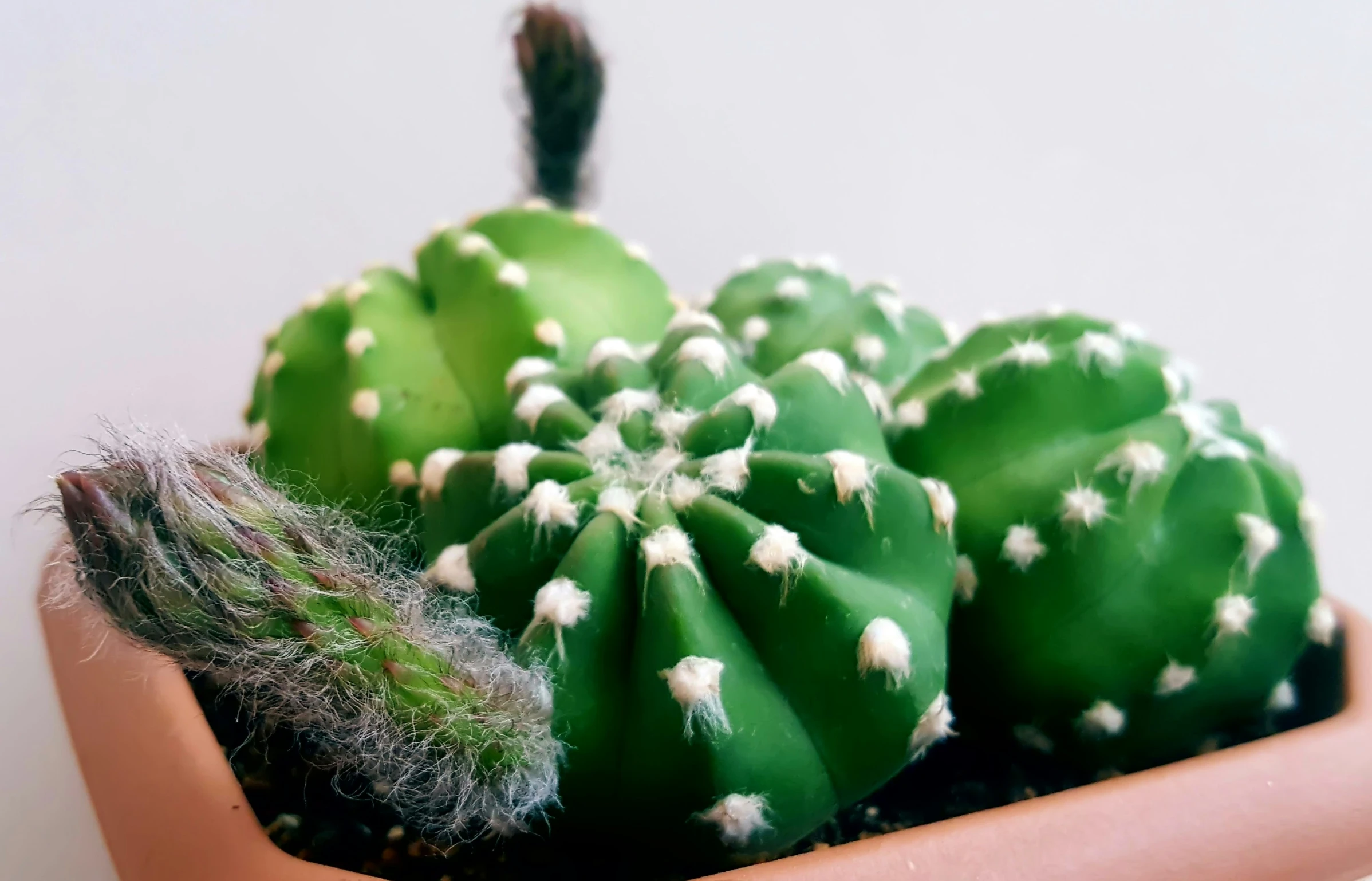 a small cactus in a pink pot