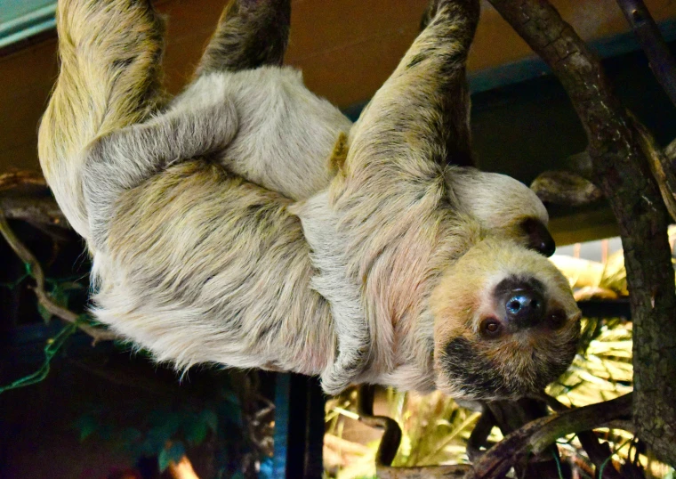 a slottoos with large brown legs hanging from trees