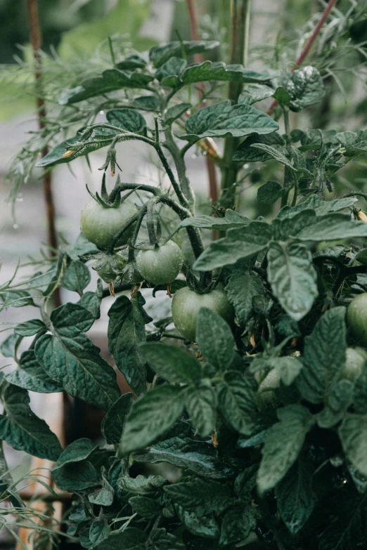 tomatoes growing in an apple tree on a sunny day