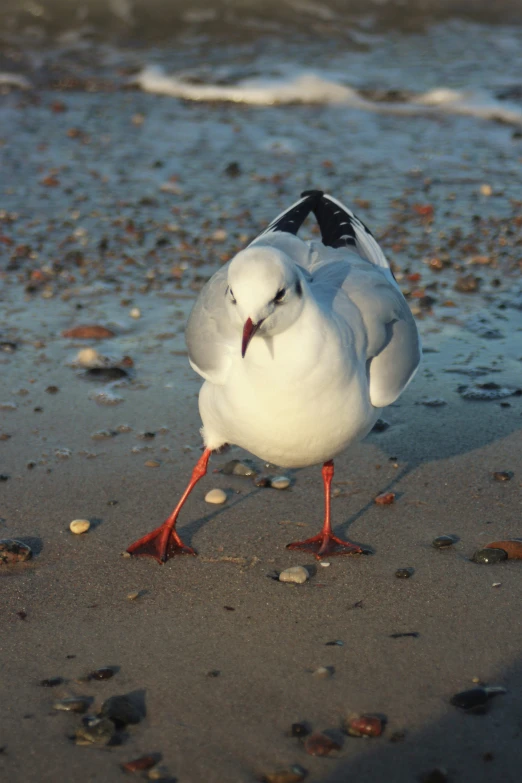 a seagull standing on top of a sandy beach