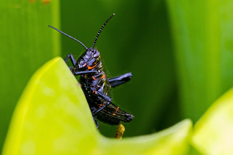 the close up of a bug is on the tip of a green leaf