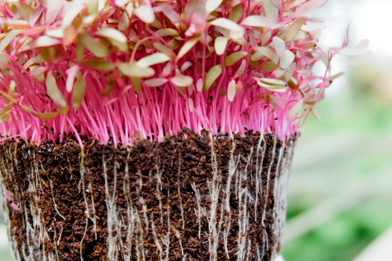 plants are sprouting from a cup full of soil