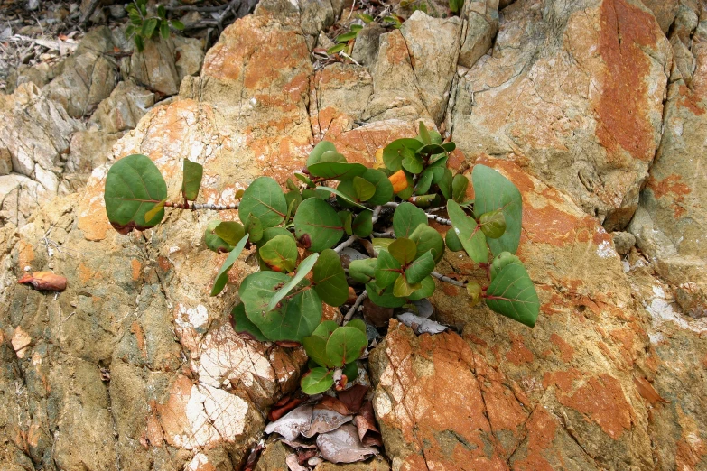 a small plant grows on the moss between rocks