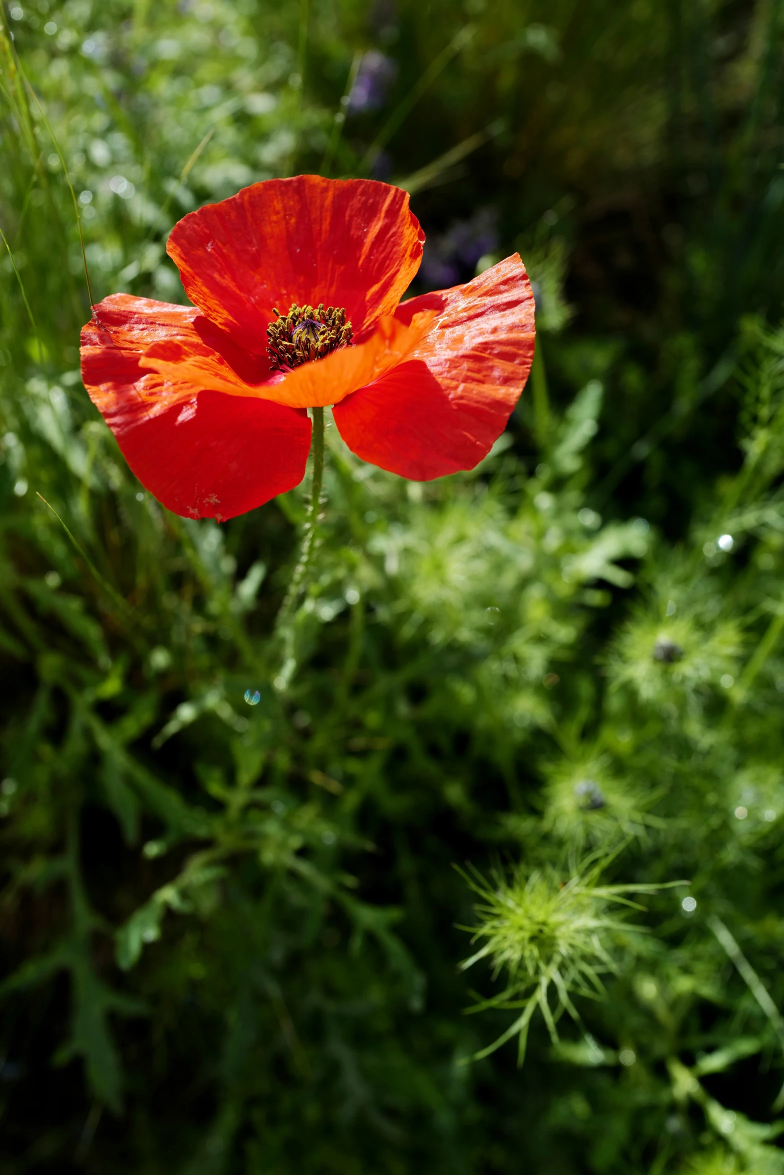 an orange flower stands amongst the greenery