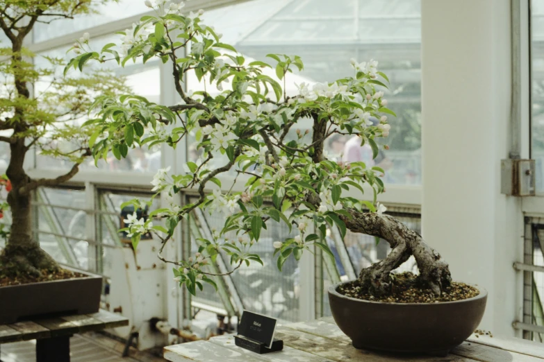 an outdoor display in a greenhouse with a bonsai tree