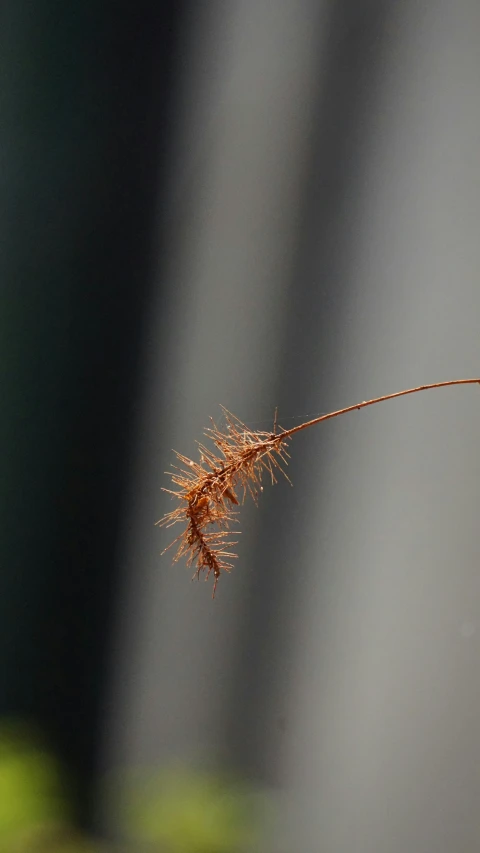 a small orange insect that is sitting on a twig