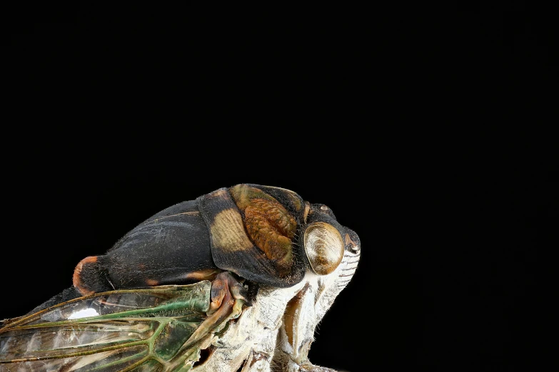 a bug sitting on top of a piece of wood