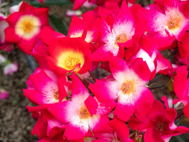 large bright red and white flowers are blooming