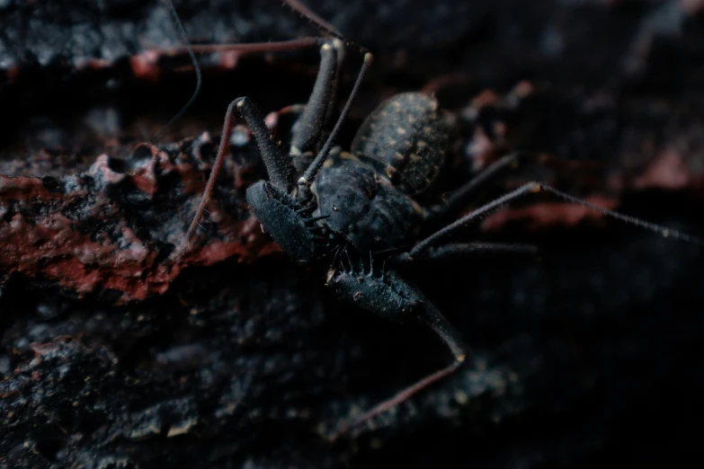 a close up image of a spider with dark colors