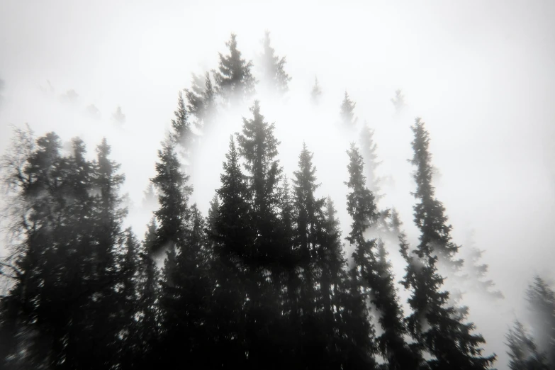 a row of evergreen trees shrouded with fog