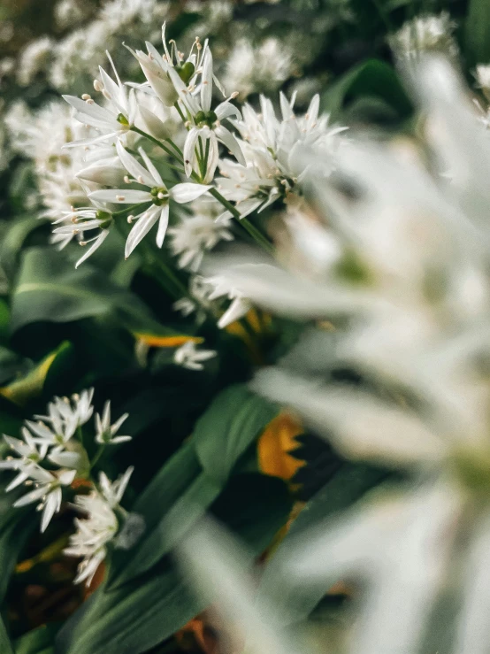 a close up of some white flowers and green leaves