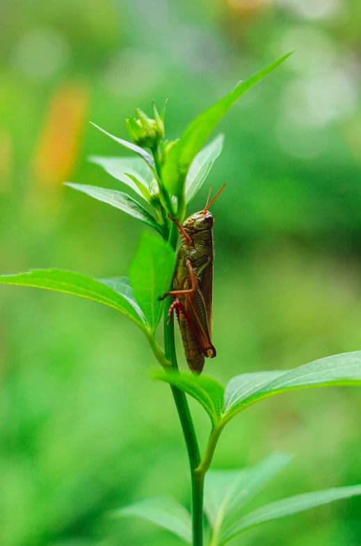 a bug standing on top of a green leaf