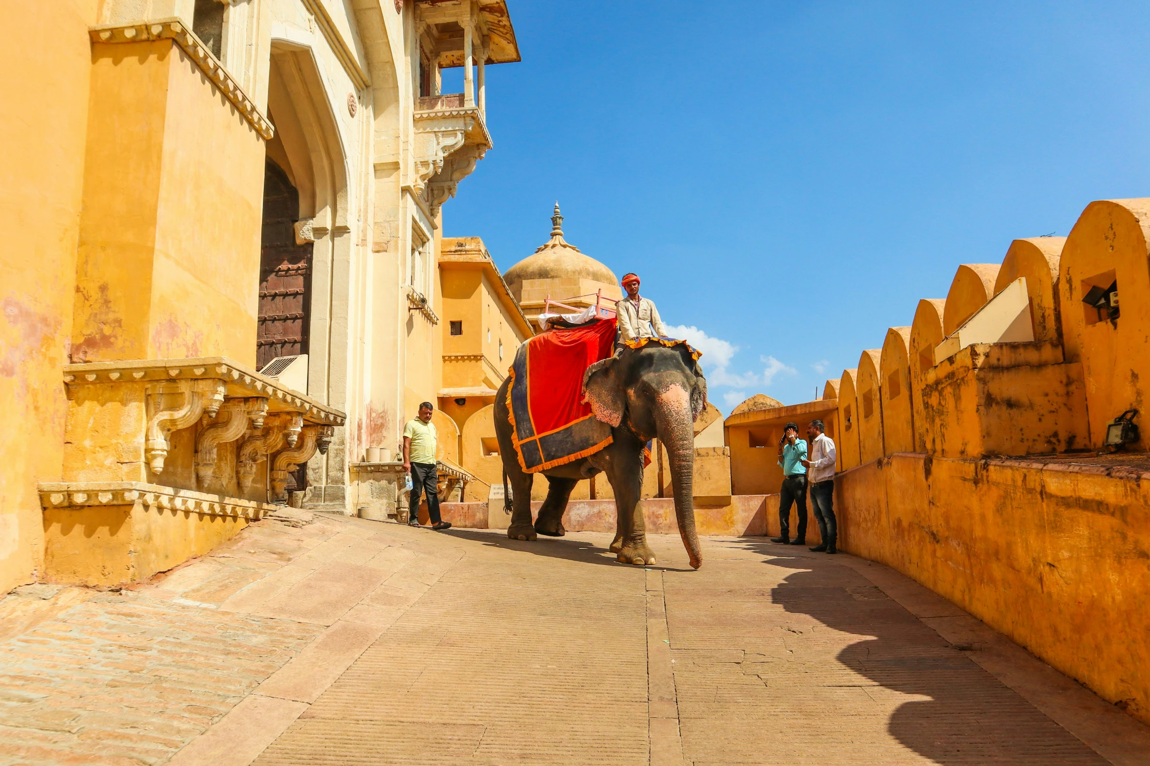 a couple of elephants walking down a street near tall buildings