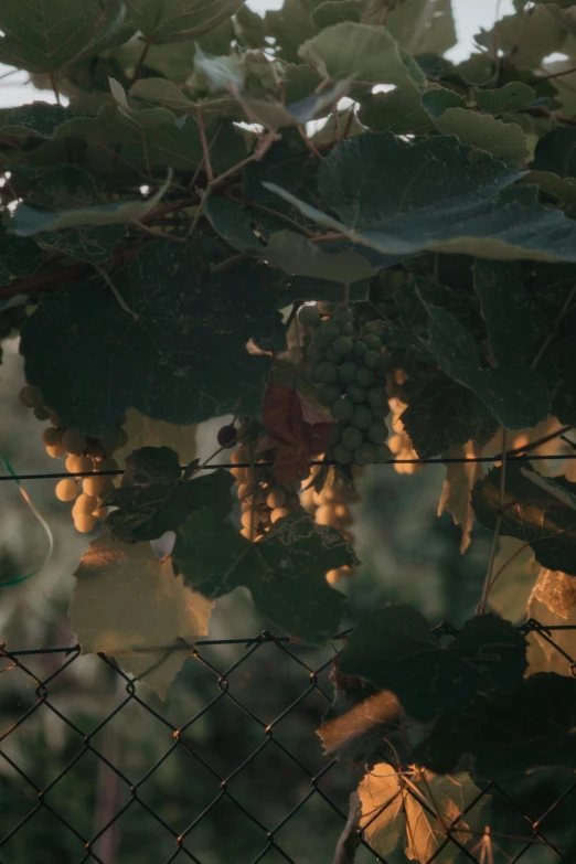 a bunch of gs hanging from the vines outside