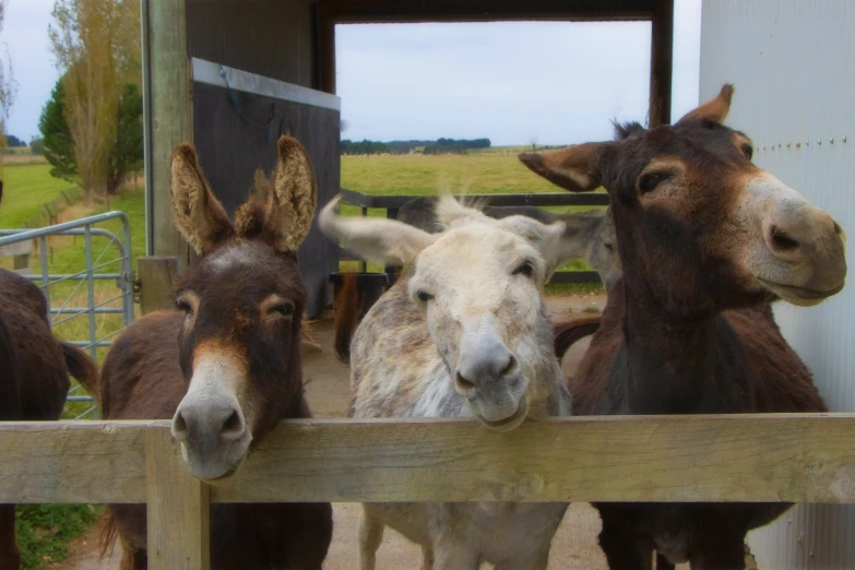 some donkeys are standing behind a fence and looking at the camera