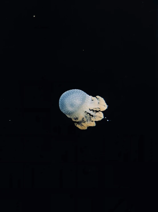 a jellyfish swimming in the water off a dock