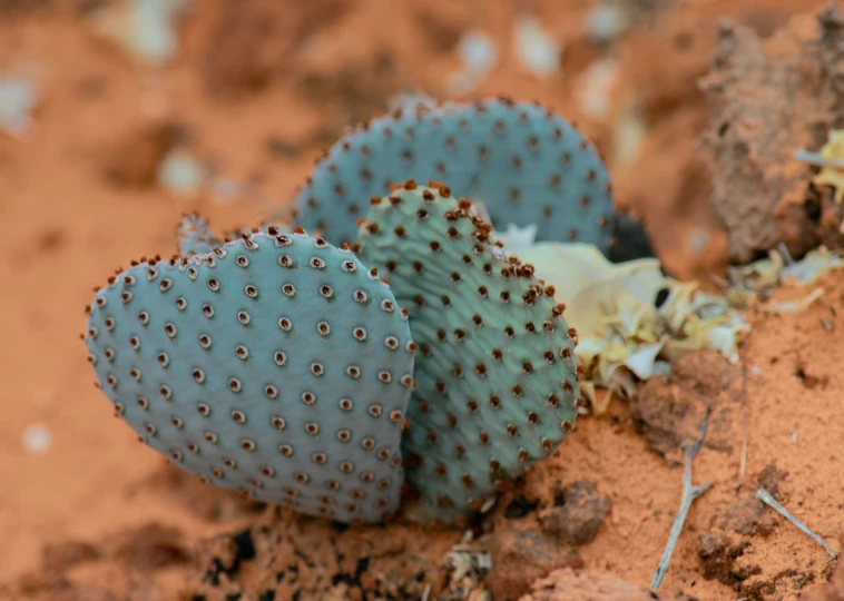 there are two heart shaped cactuses on the desert floor