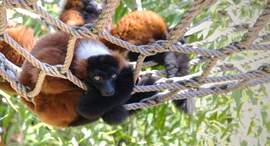 two red and white lemuras in an enclosure