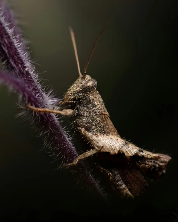 a grasshopper sits on top of a purple flower