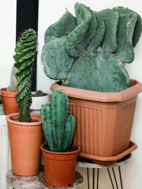 four cactus plants in orange pots next to a white door