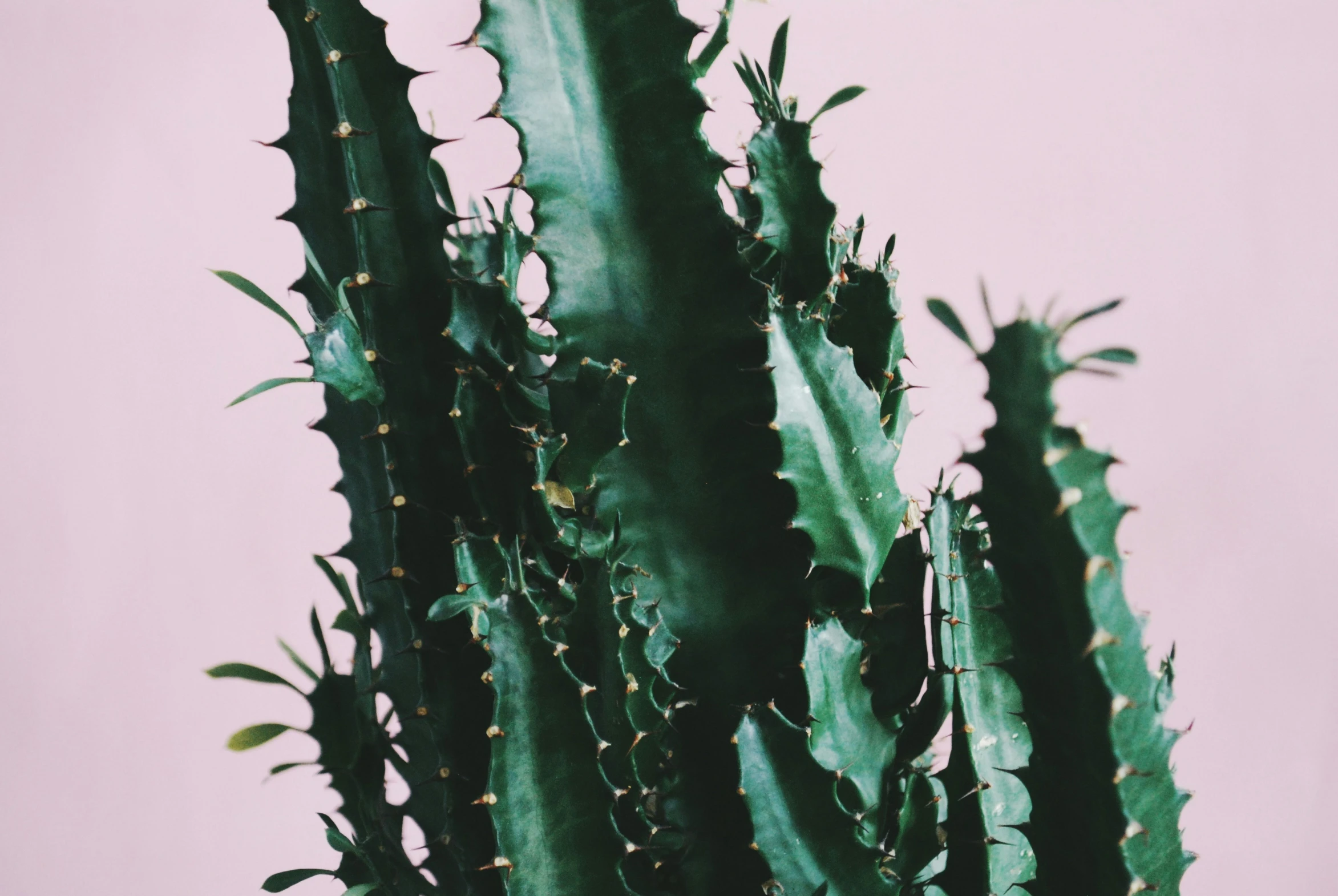 a cactus is shown in front of a pink wall