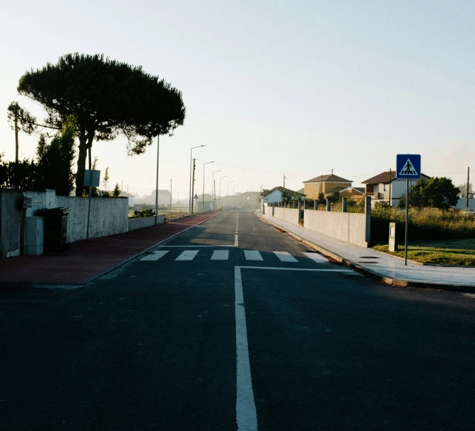 a tree is standing in the middle of a road