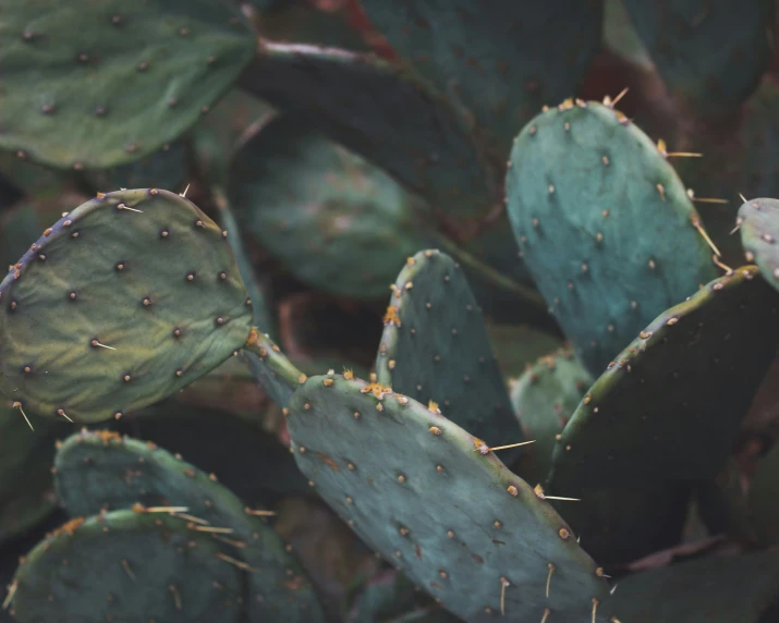 a close up view of the leaves of a cactus