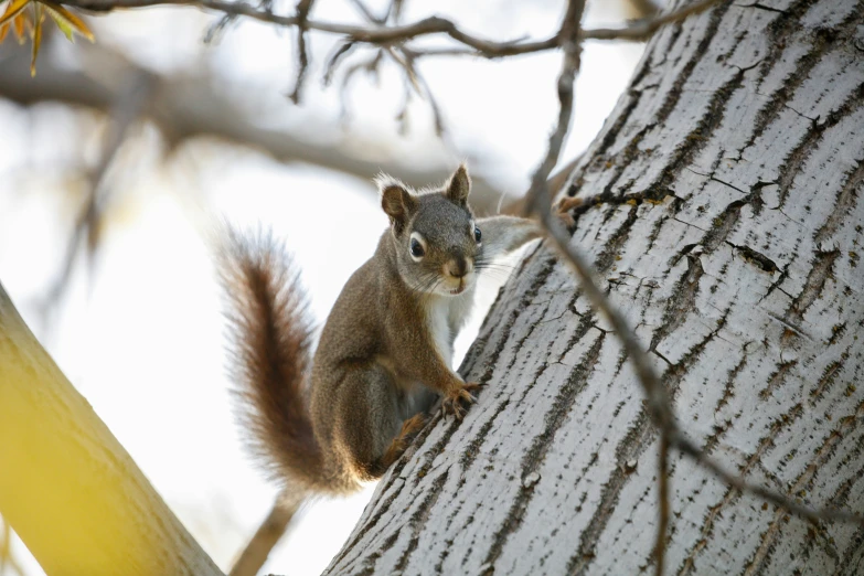 a squirrel climbing up and down the side of a tree