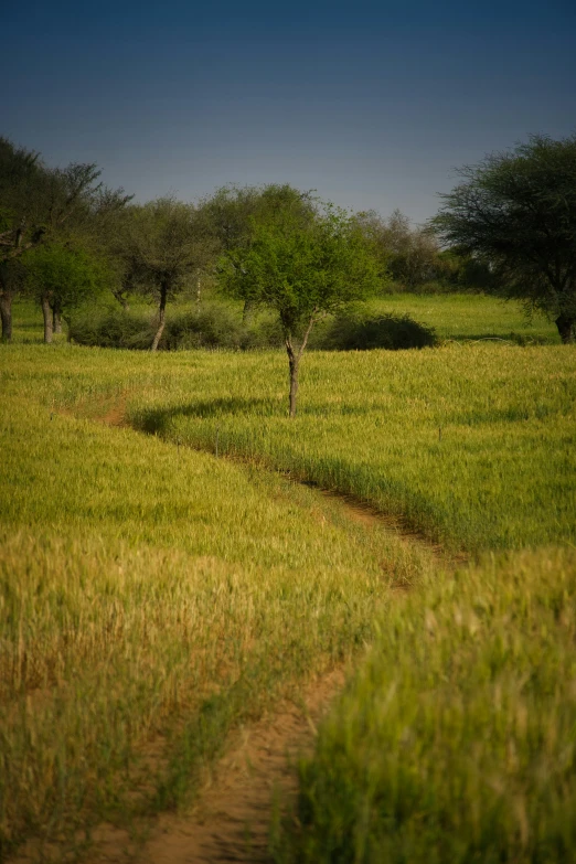 green field with two trees on each side