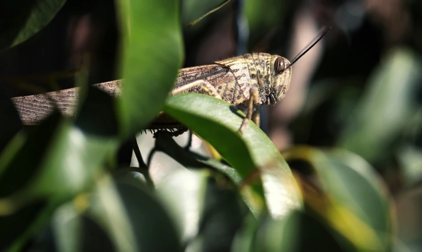 a large insect sitting on a piece of wood