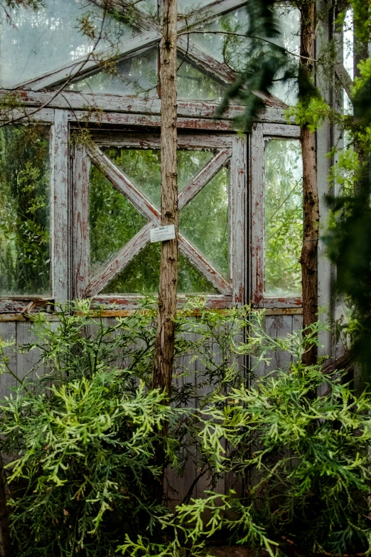 a window in a house surrounded by plants