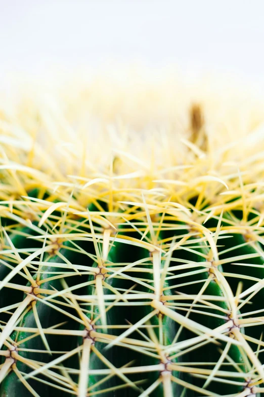 closeup image of an ornate green cactus