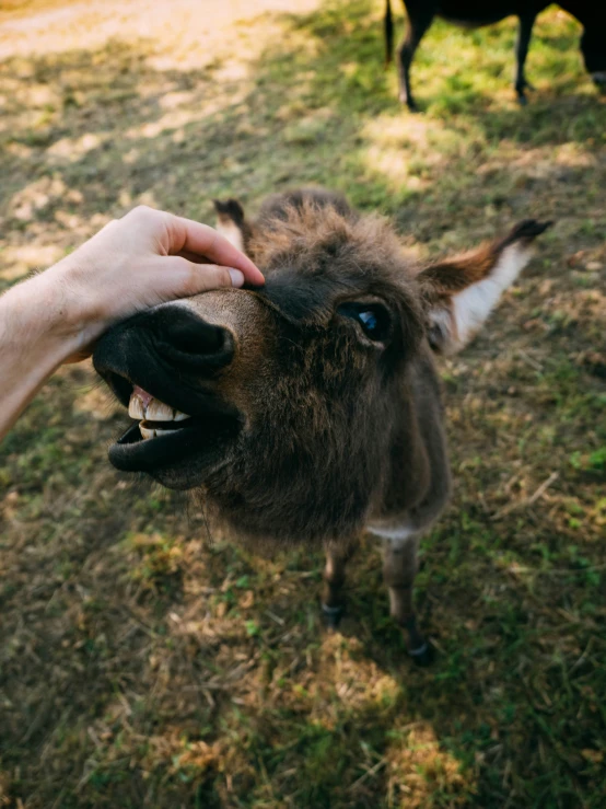 a donkey that is being fed by someone