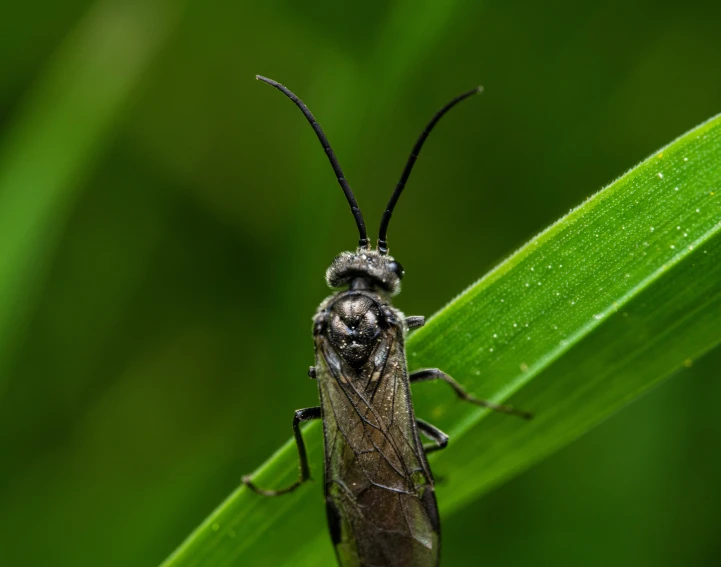 this insect has two black and grey wings