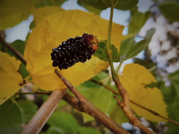 a fruit tree with large leaves and no berries