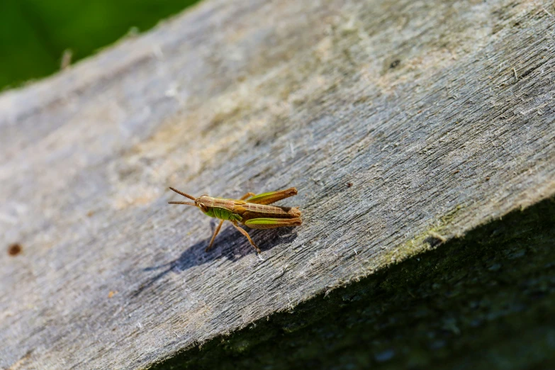 the grasshoppers is sitting on the wood